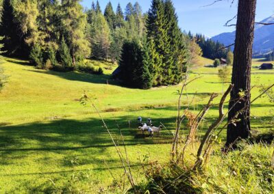 Schafe auf der Alm